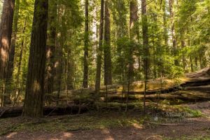 redwoods April 2015_8-c81.jpg